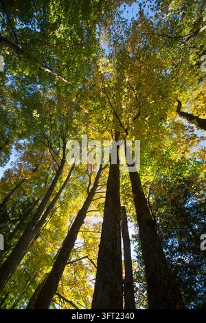 Sonnenlicht-Ahorne Stockfoto
