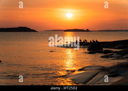 Luftbild eines Sonnenuntergangs über den Küstengewässern mit Vögeln, die auf felsigen Felsvorsprüngen in Helsinki, Uusimaa, Finnland ruhen. Stockfoto