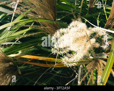 Nahaufnahme einer flauschigen Silbergrasplume, die im Gartenzusammensetzt Stockfoto