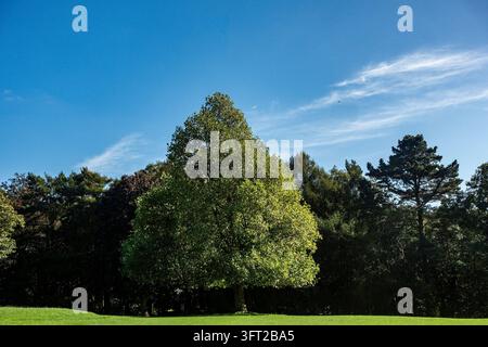 Ein pyramidaler Türkischer Haselbaum (Corylus colurna) steht in vollem grünen Laub auf einer Parkwiese in Dublin, Irland. Stockfoto