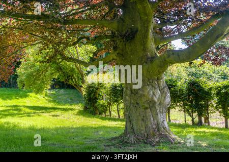 Massiver, knorriger Stamm, bedeckt mit Moos, erhebt sich zu weit ausladenden Ästen, die kupferfarbenes und grünes Laub tragen, vor sonniger Wiese und gemischter Hecke Stockfoto