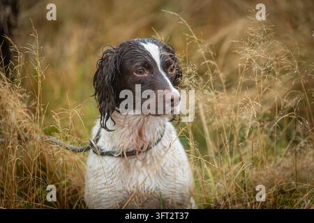 Leber und weißer English Springer Spaniel, der zwischen den Etappen bei einem Feldversuch in Schottland, UK, zur Auflese von Wild verwendet wird Stockfoto