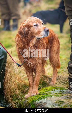 Aufmerksamer Labrador-Retriever Jagdhund beobachtet aufmerksam bei einem Feldtest in Schottland, UK Stockfoto