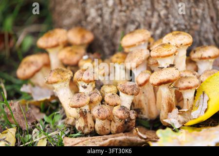 Pilze auf dem Waldboden im Detail. Essbare Pilze wachsen im Herbstgras zwischen gefallenen Blättern, natürliche Waldstillleben mit weichem Licht und erdigen Tönen. Stockfoto