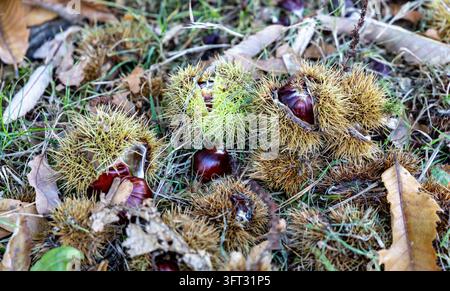 Reife braune Kastanien, die in gespaltenen stacheligen Schalen untergelegt sind, zwischen gefallenen Blättern, Gras und Waldstreu auf dem Boden im Herbst Stockfoto
