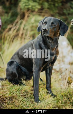 Schwarzer Labrador Retriever Jagdhund sitzt ruhig und aufmerksam und wartet auf die Arbeit bei einer Treibjagd in den Scottish Borders, UK Stockfoto