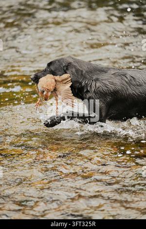 Schwarzer Labrador-Jagdhund watet durch einen Fluss und trägt eine rotbeinte Rebhuhn bei einer Treibjagd in den Scottish Borders, UK Stockfoto
