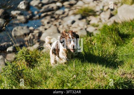 Nasser Springer Spaniel Jagdhund springt einen grasbewachsenen Flussufer hinauf, Ohren wehen, bei einer Treibjagd in den Scottish Borders, UK Stockfoto