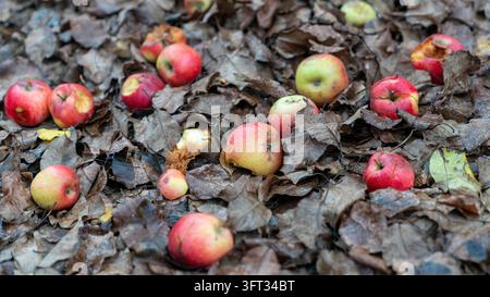 Gefallene Äpfel, einige halb gegessen und verrottend, verstreut auf einem Teppich aus braunen Herbstblättern in einem Obstgarten Stockfoto