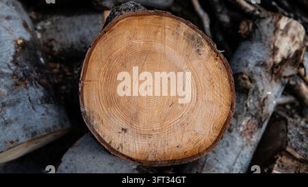 Baumringe am frisch geschnittenen Ende eines Holzscheits in einem Holzstapel, Nahaufnahme der Wachstumsringe, Rinde und Holzmaserungstextur Stockfoto