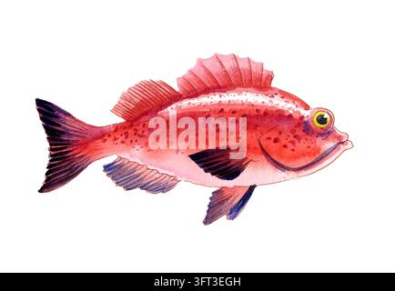 Handgezeichnete Aquarell-Illustration eines Roten Zackenbarschs / Skorpionfisches auf weißem Hintergrund Stockfoto