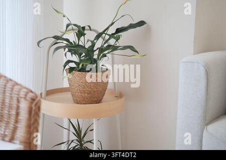 Zimmerpflanze auf einem Holztisch neben einem hellen Sofa in einem Wohnzimmer Stockfoto