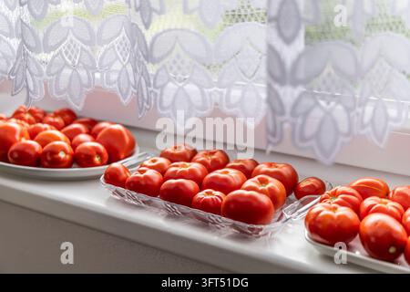 Frische rote Tomaten reifen auf einer hellen Küchenfensterbank unter einem zarten Spitzenvorhang Stockfoto