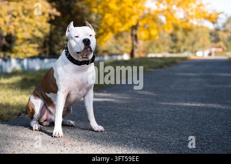 Rassiger Amstaff-Hund sitzt und repräsentiert ein Hundetraining, robuste Spiked-Halsband-Ausrüstung und das Konzept der verantwortungsvollen Tierhaltung. Stockfoto