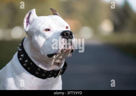 Weißer Amstaff-Hund im Nahaufnahme, der einen professionellen Hundeschutz, strapazierfähige Stachelhalsbänder und ein tierärztliches Gesundheitskonzept repräsentiert. Stockfoto