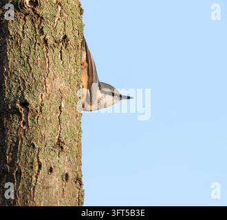 Europäische Meise, Sitta europaea. Ein Vogel sitzt auf einem Baumstamm vor dem Himmel Stockfoto