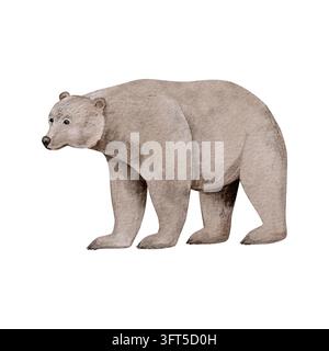 Aquarellbrauner Grizzlybär. Handgemalte Illustration eines Waldtieres isoliert auf Hintergrund. Wilder Grizzlybär Clipart in erdigen Brauntönen Stockfoto