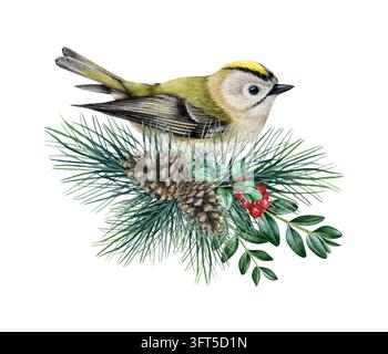 Goldhähnchen mit Nadelbaumzweig, Kiefernzapfen und roten Beeren, Aquarellillustration isoliert auf Hintergrund. Handgezeichneter Regulus regulus Stockfoto