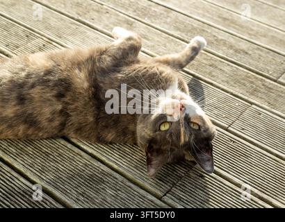 Eine getigerte Katze mit Verdünnungsmuster liegt auf dem Rücken auf einer Holzterrasse Stockfoto