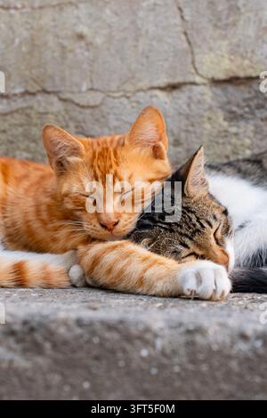 Zwei Straßenkatzen, ein roter Tabby und ein weiß-grauer Tabby, schlafen friedlich zusammen auf Steinstufen. Die Katzen sind eng zusammengerollt und zeigen eine zehn Stockfoto