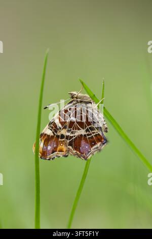 Mapfalter (Araschnia levana) ruht mit geschlossenen Flügeln auf grünem Gras und zeigt kunstvolle braune, orangefarbene und cremefarbene Muster Stockfoto