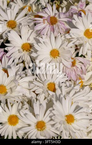 Weiße Chrysanthemen blühen im Blumenbeet im Herbst. Das Konzept der botanischen Kultivierung, Pflanzmustertextur Stockfoto