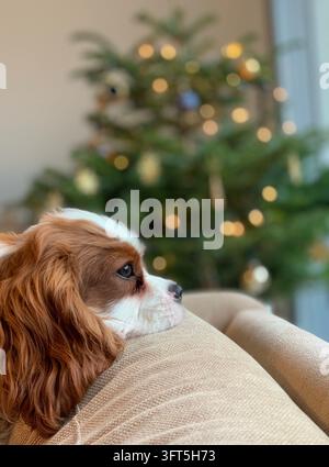 Ein süßer Cavalier King Charles Spaniel ruht drinnen auf einem Sofa mit einem unscharfen Weihnachtsbaum und festlichen Lichtern im Hintergrund Stockfoto
