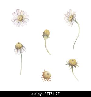 Kamille, zarte weißblättrige Gänseblümchenblüten mit goldgelben Mittelteilen, ungeöffnete Flechtkrautknospen, Schafgarbe schlanke Stängel. Isoliert handgezeichnet Stockfoto