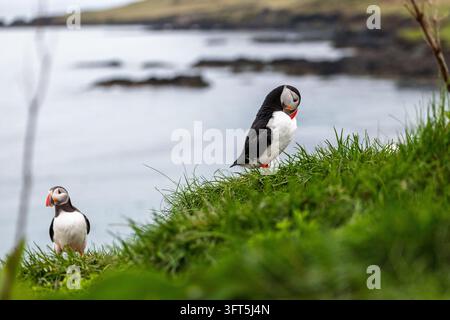 Zwei Atlantik-Murmeltier stehen auf einem grasbewachsenen Hang in Hafnarholmi, Island, einer mit gesenktem Kopf vor weicher Meereskulisse im Sommer. Stockfoto