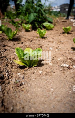 Junge Salatpflanzen wachsen in fruchtbarem Boden in einem Gemüsegarten im Freien Stockfoto