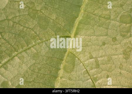 Makro-Nahaufnahme eines lebendigen grünen Blattes mit komplexen Adernmustern und organischen Texturen. Ideal für botanische, Natur- und Umwelt-Hintergründe Stockfoto
