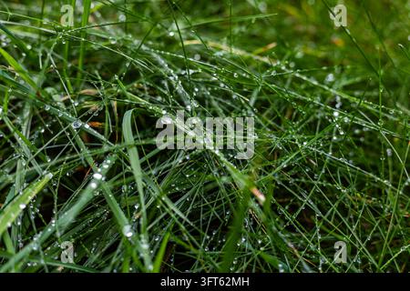 Frische Wassertropfen, die auf grünen Grashalmen in einem Gartenrasen nach Regen ruhen. Detaillierte Nahaufnahme betont Wassertropfen und lebendiges grünes Pflanzenb Stockfoto