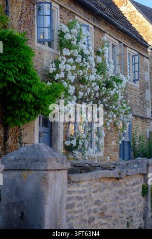 Traditionelles englisches Cottage mit weißen Rosen Stockfoto
