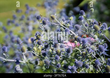 Eryngium planum, blaue Meerträubel mit stahlblauen dornigen Blütenköpfen, silberblauen Hochblättern und verzweigten Stängeln. Wächst in einem üppigen Sommergarten. Stockfoto
