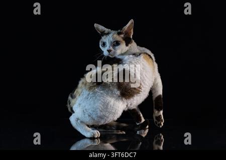 Calico Devon Rex Katze sitzt auf einer reflektierenden Oberfläche isoliert auf schwarzem Hintergrund Stockfoto
