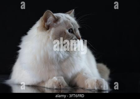 Schönes Porträt einer Lynx-Point-Ragdoll-Katze, die auf einem dunklen glänzenden Hintergrund mit Reflexion posiert Stockfoto