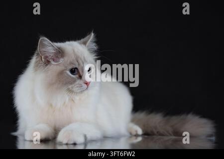 Schönes Porträt einer Lynx-Point-Ragdoll-Katze, die auf einem dunklen glänzenden Hintergrund mit Reflexion posiert Stockfoto