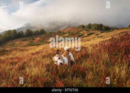 Nahaufnahme eines aktiven Jack Russell Terriers, der durch rote Herbstbüsche in den Bergen rennt. Hochwertiges Foto Stockfoto