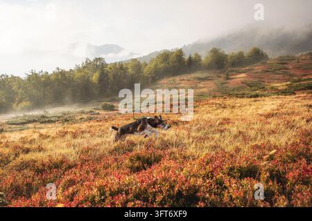 Trikolor-Mischlingshund rennt über eine neblige goldene Herbstwiese in den Bergen. Hochwertiges Foto Stockfoto