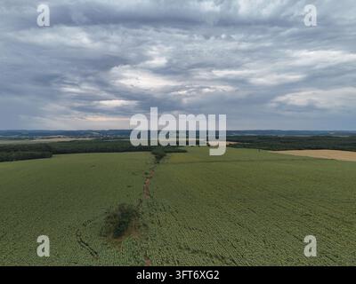 Grüne Felder und bewölkter Himmel von oben Stockfoto