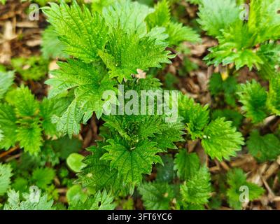 Frische junge Brennnesselblätter wachsen dicht auf dem Waldboden im Frühling. Das lebhafte Laub veranschaulicht das saisonale Wildpflanzenwachstum und botanisch Stockfoto