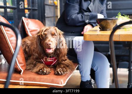 Schokoladenbrauner Spaniel mit rotem Geschirr, der auf einem Stuhl neben seinem Besitzer in einem hundefreundlichen Café im Freien entspannt. Stockfoto