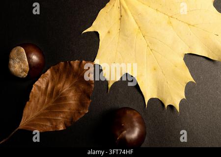 Herbst-Flat-Lay mit einem gelben Ahornblatt, einem getrockneten braunen Blatt und Kastanien, die auf einem dunklen, texturierten Hintergrund arrangiert sind. Saisonale Natur-Herbstfarben. Stockfoto