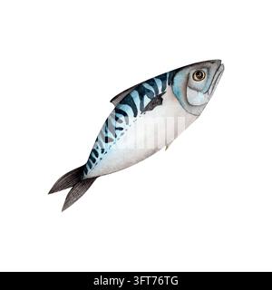 Salzwasserfische: Makrele, Hering. Vektorillustration. Handgemaltes Aquarell, isoliert auf weißem Hintergrund. Geeignet für Menüs, Tapeten, Aufkleber Stockfoto