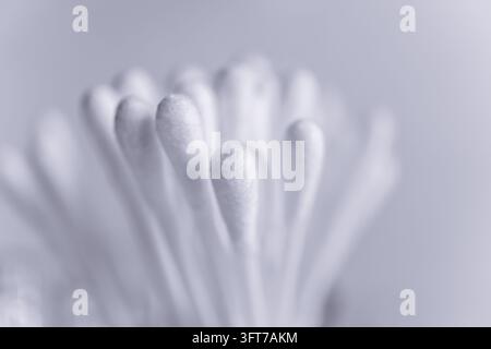 Hochauflösende Makroaufnahme eines Bündels sauberer weißer Wattestäbchen, die eng aneinander angeordnet sind, vor einem weichen, hellen Hintergrund. Stockfoto
