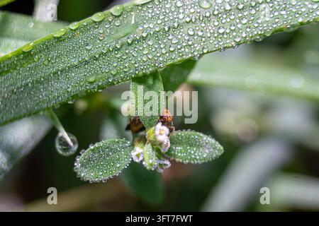 Wassertautropfen auf grünen Blättern am Morgen, Nahaufnahme Stockfoto