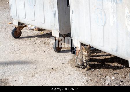 Eine streunende Katze auf dem Müllcontainer auf der Straße Stockfoto