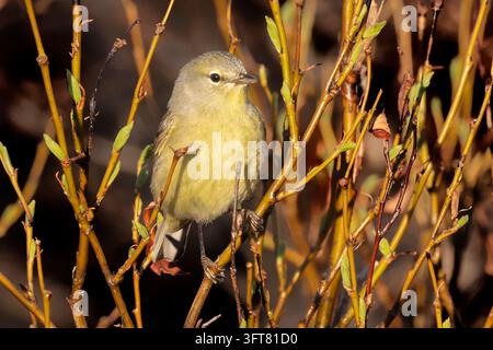 Orangekrönchen-Sänger; Oreothlypis celata; Nordamerika; Vereinigte Staaten; Alaska; Seward-Halbinsel; Wildtiere; Frühling; Stockfoto