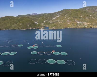 Luftaufnahme der Kilic-Fischzucht mit kreisförmigen Fischkäfigen, die auf dem tiefblauen Wasser des Drin-Flusses schwimmen, umgeben von sanften grünen Hügeln in Shpor, Qar Stockfoto