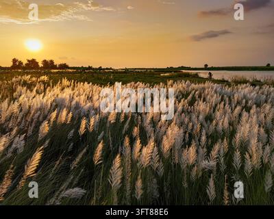 Luftaufnahme eines Feldes mit blühendem Kash-Phool-Gras nahe einem Fluss bei Sonnenuntergang, mit goldenem Licht, das die weißen Plumen und eine ruhige Wasseroberfläche erhellt Stockfoto